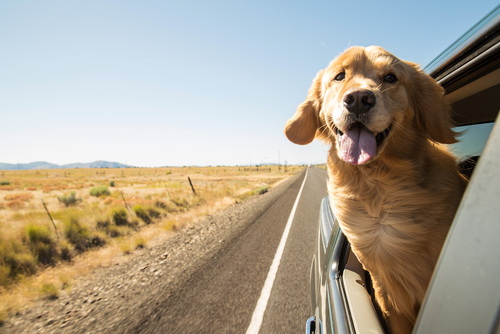 cane che si affaccia dal finestrino di un auto